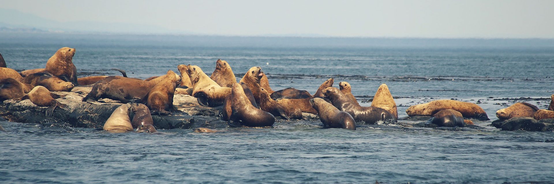 Seals/sea lions in the wild