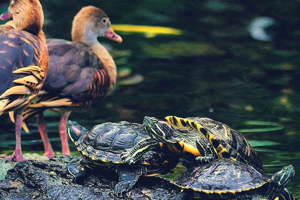 Pond with turtle and birds