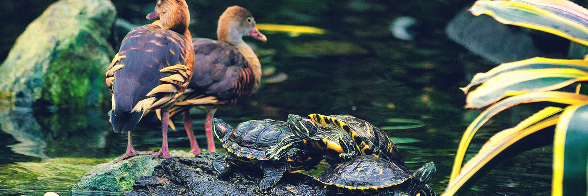 Pond with turtle and birds